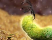 Helicobacter Pylori si Cancerul Gastric